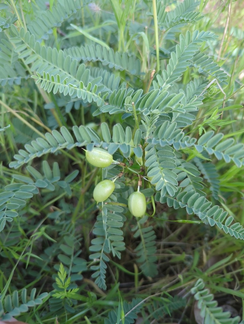 Rogue River Milkvetch photo 5
