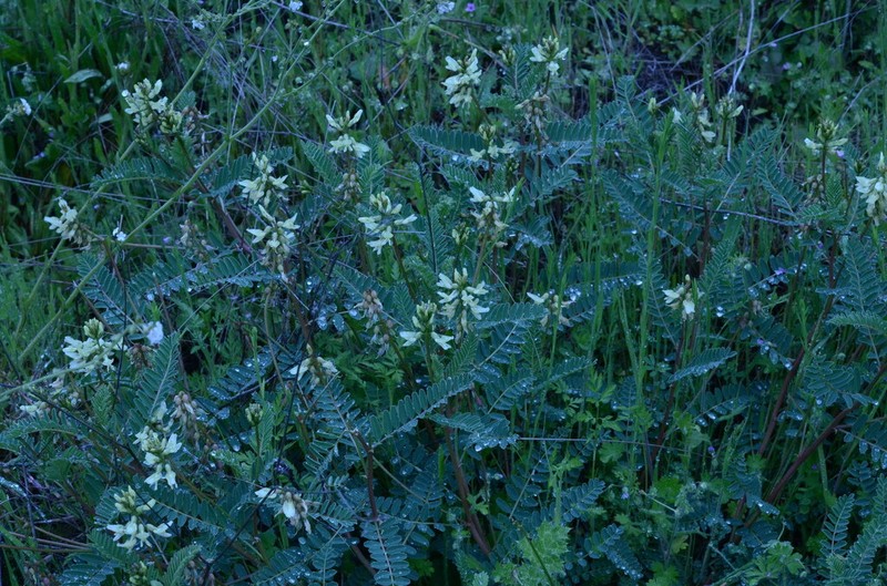 Rogue River Milkvetch photo 6