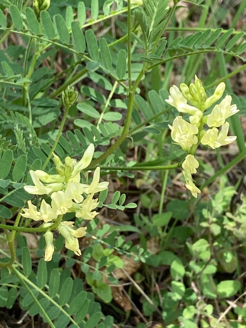 Rogue River Milkvetch photo 7