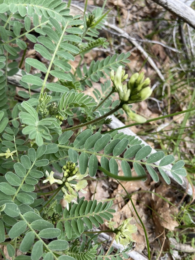 Rogue River Milkvetch photo 8