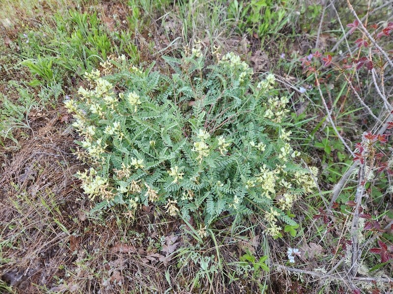 Rogue River Milkvetch photo 2
