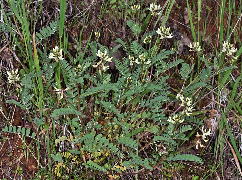 Astragalus accidens var. accidens photo 3