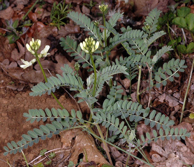Astragalus accidens var. accidens photo 4