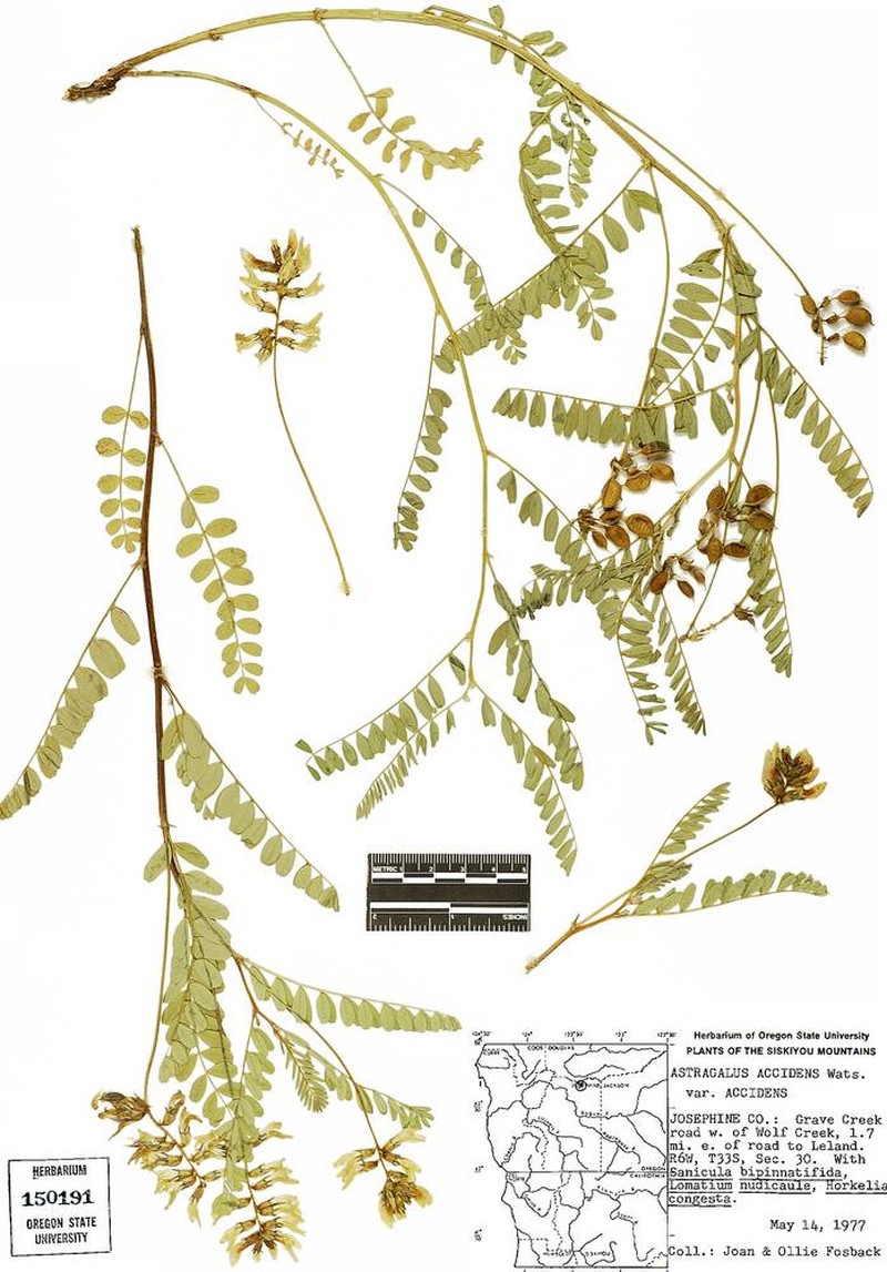 Astragalus accidens var. accidens photo 5