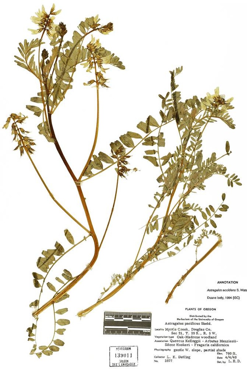 Astragalus accidens var. accidens photo 6