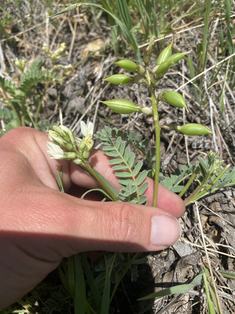 Astragalus accidens var. hendersonii