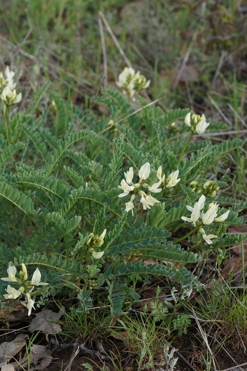 Astragalus accidens var. hendersonii photo 2