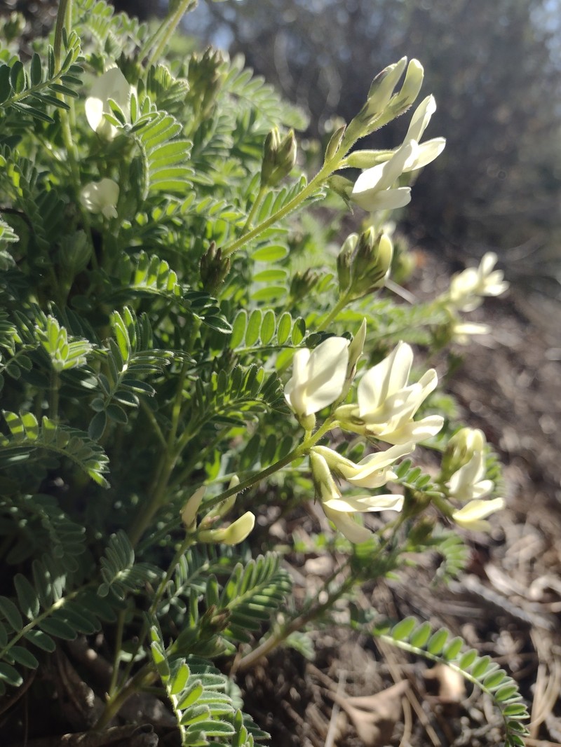Astragalus accidens var. hendersonii photo 3