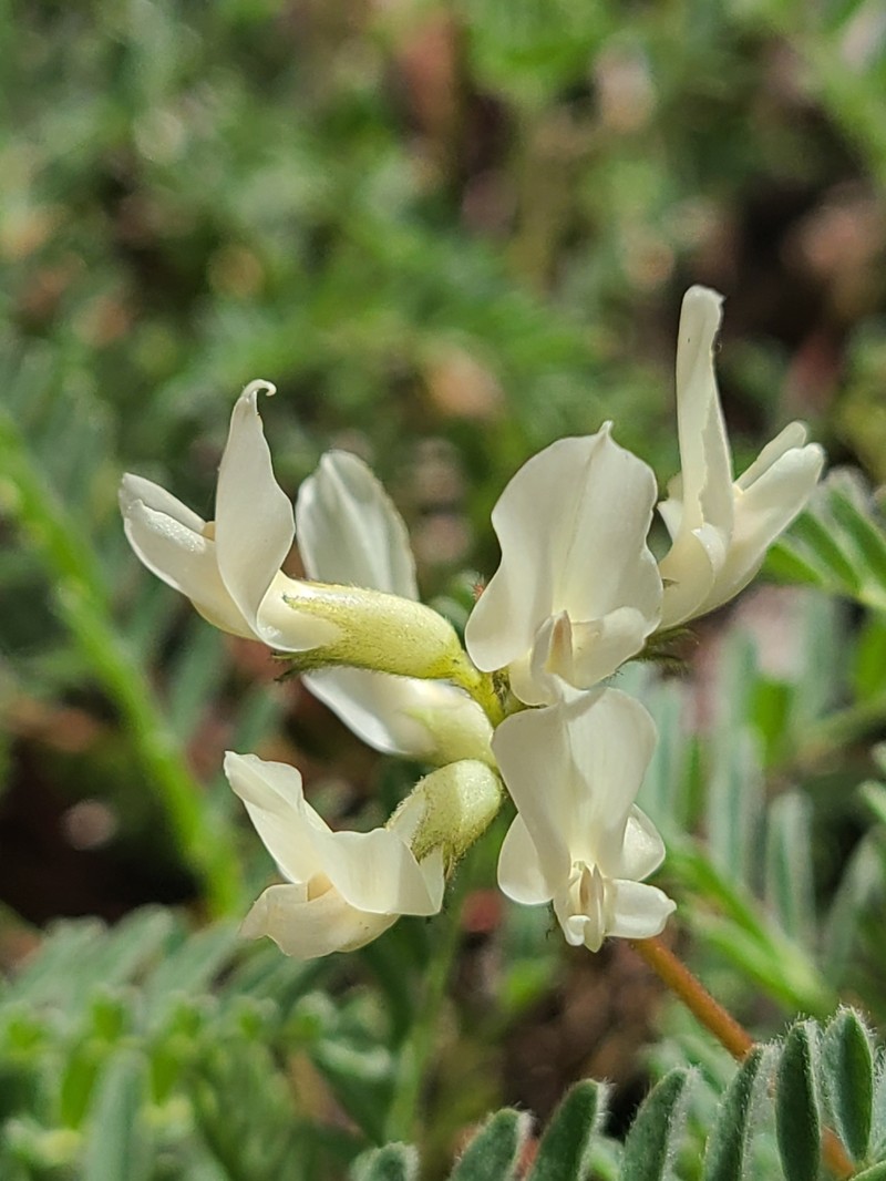 Astragalus accidens var. hendersonii photo 4