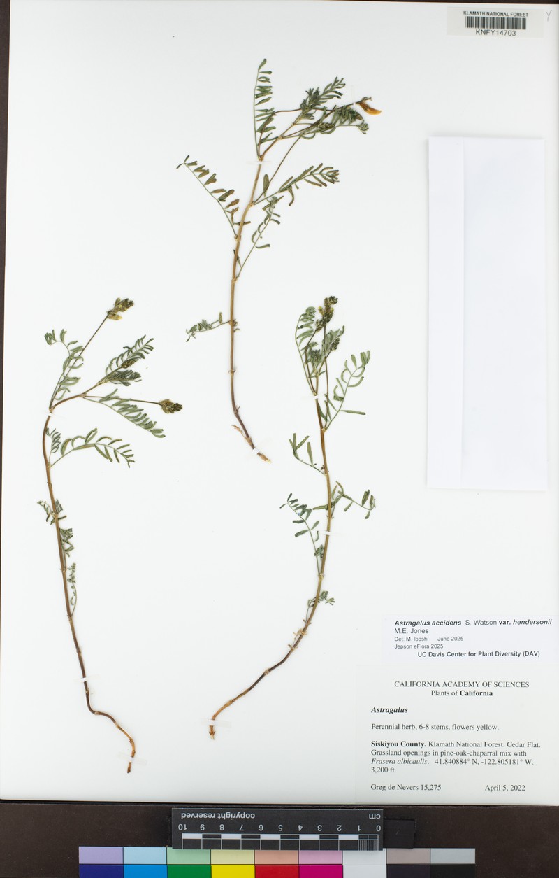 Astragalus accidens var. hendersonii photo 5