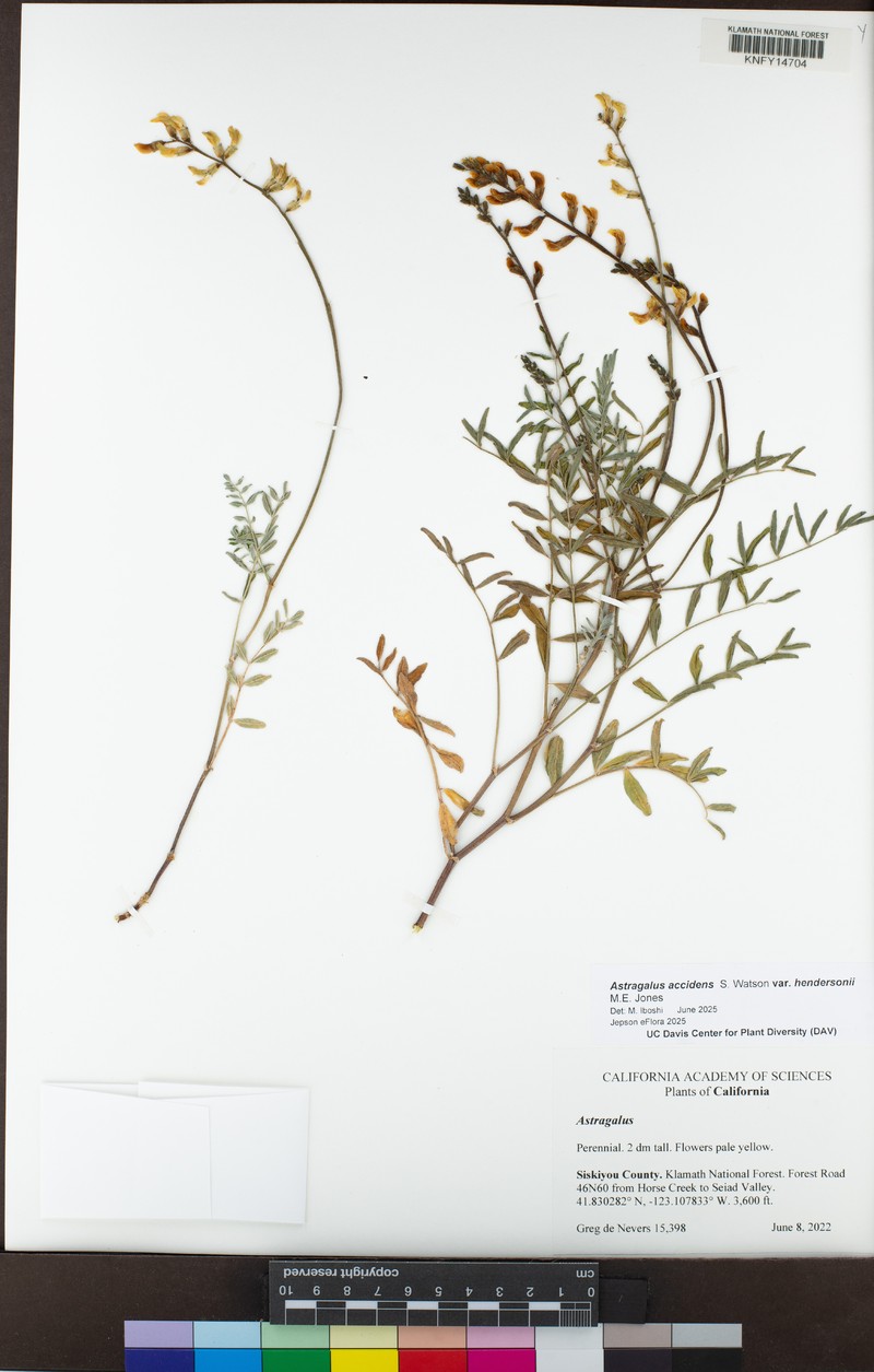 Astragalus accidens var. hendersonii photo 6