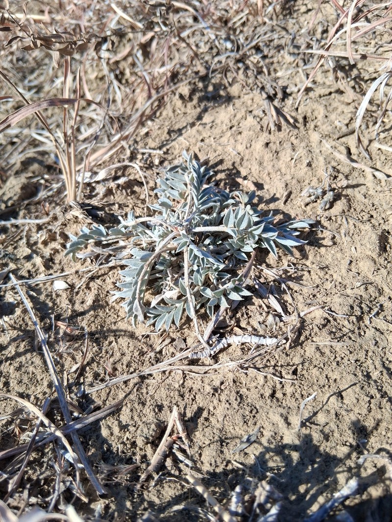 Zuni Milkvetch