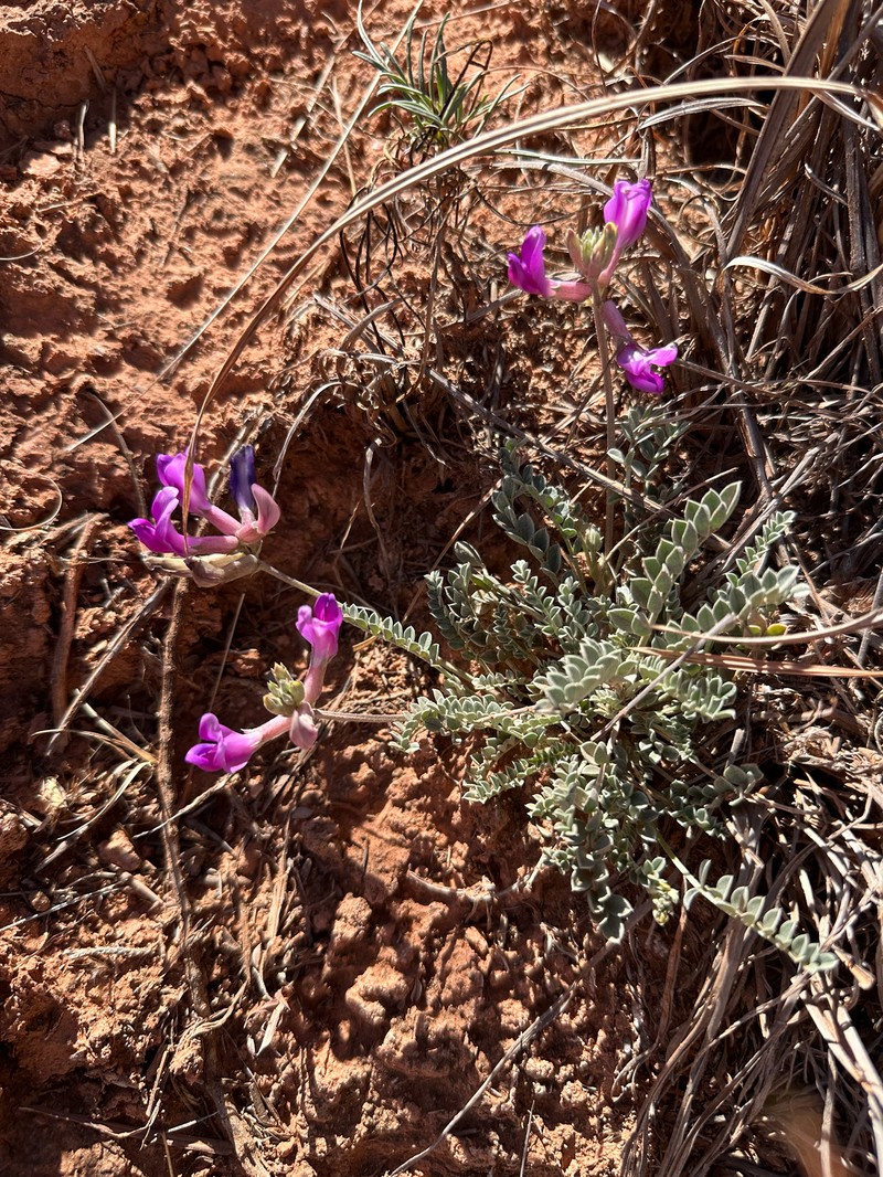 Zuni Milkvetch photo 2