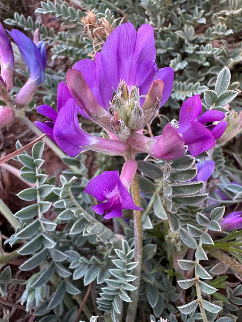 Zuni Milkvetch photo 3