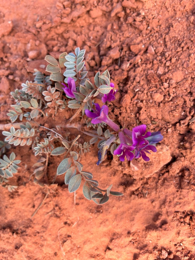 Zuni Milkvetch photo 4