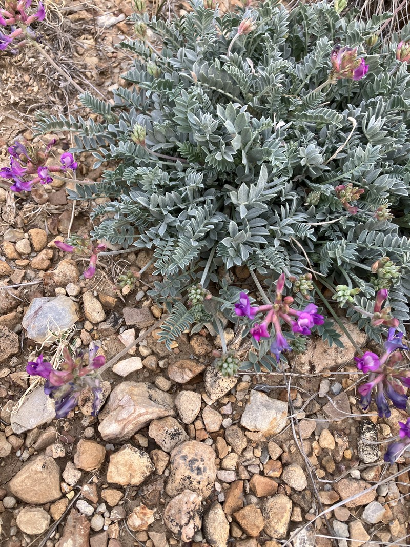 Zuni Milkvetch photo 5