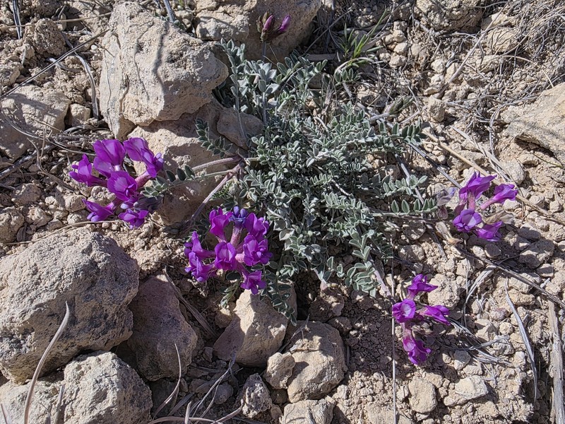 Zuni Milkvetch photo 6