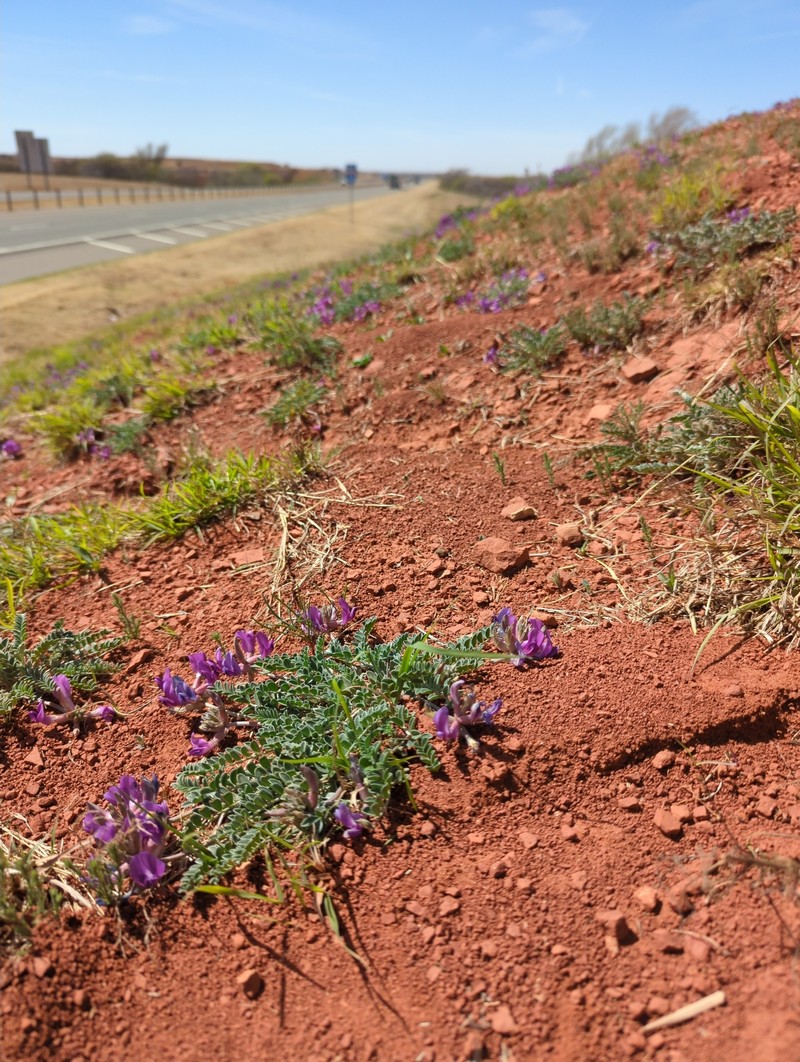 Zuni Milkvetch photo 7