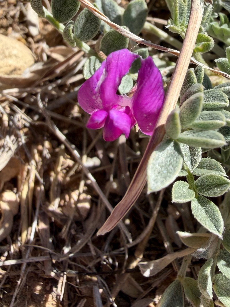 Zuni Milkvetch photo 8