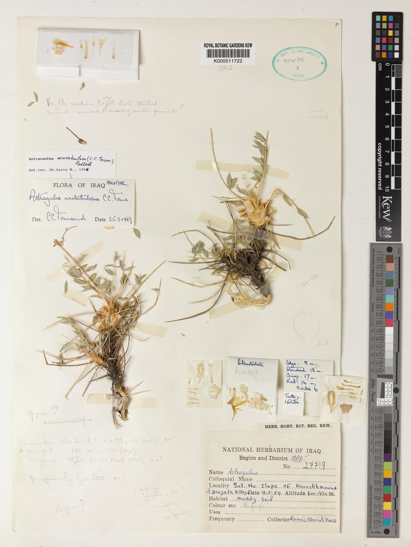Astragalus acetabulosus