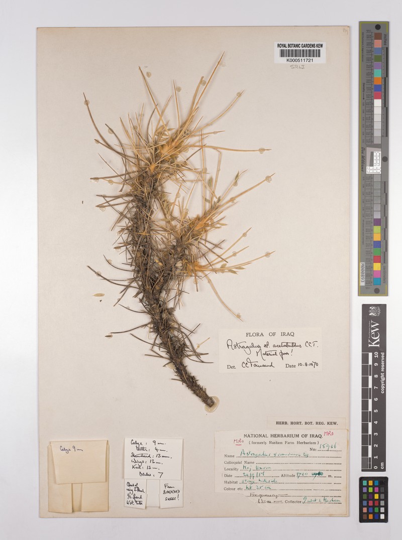Astragalus acetabulosus photo 2