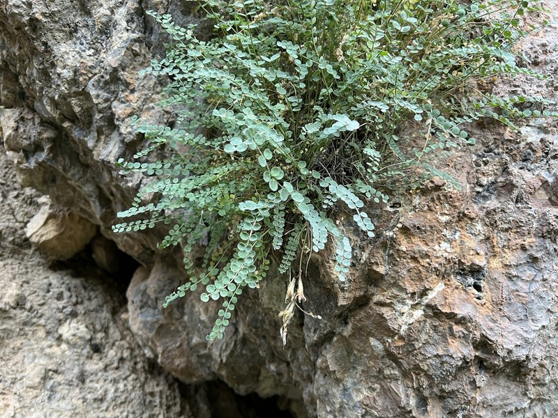 Astragalus achundovii
