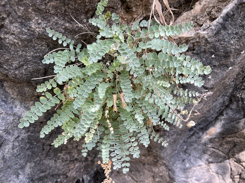 Astragalus achundovii photo 3