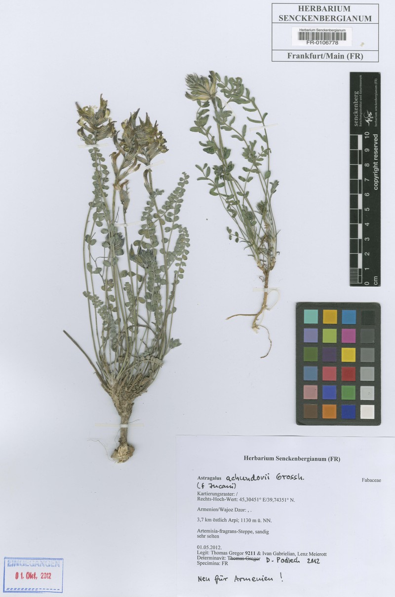 Astragalus achundovii