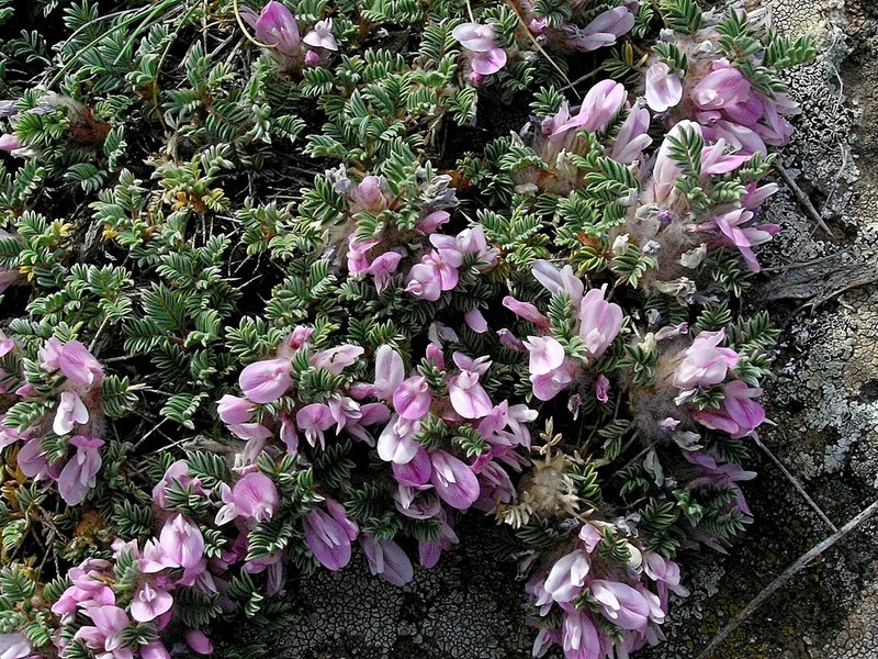Astragalus acicularis