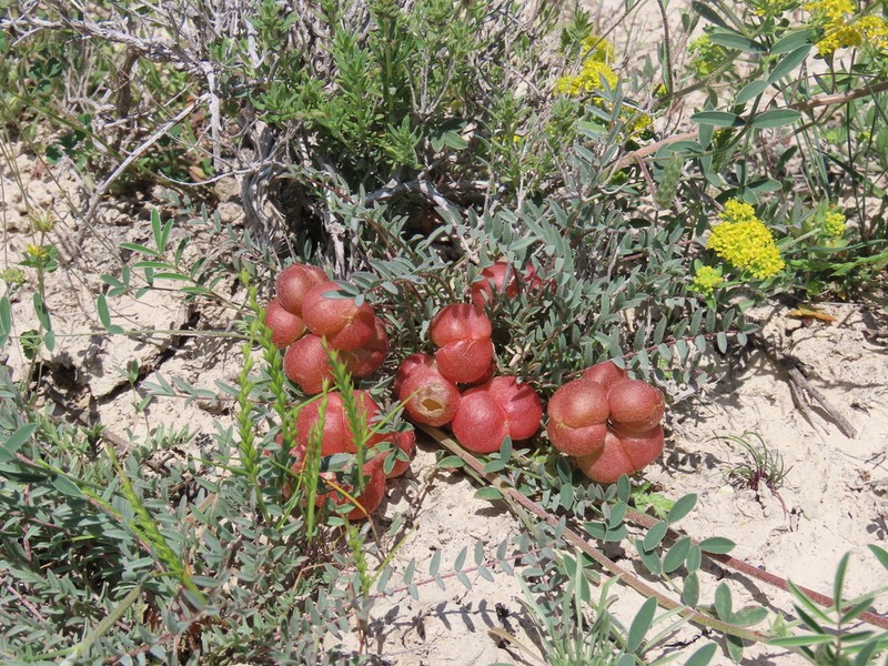 Astragalus acikirensis