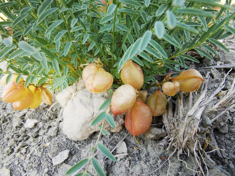 Astragalus acikirensis photo 2