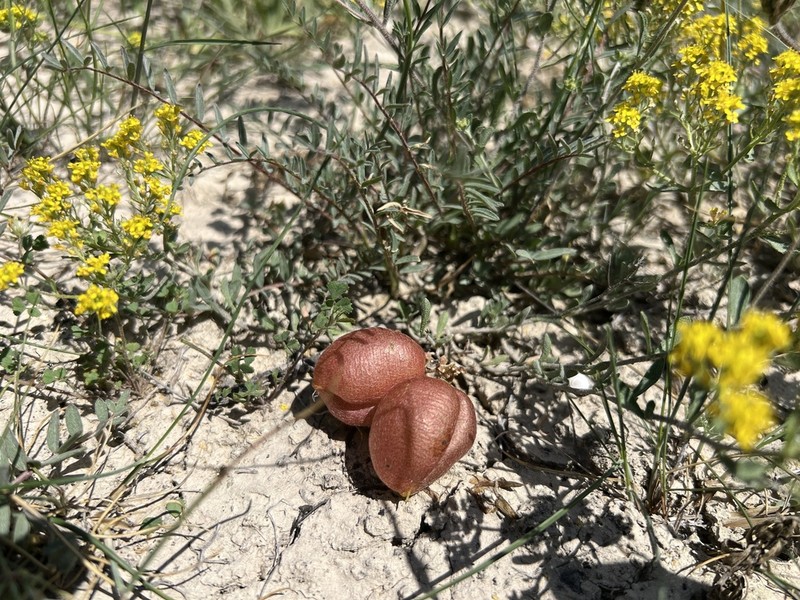 Astragalus acikirensis photo 3