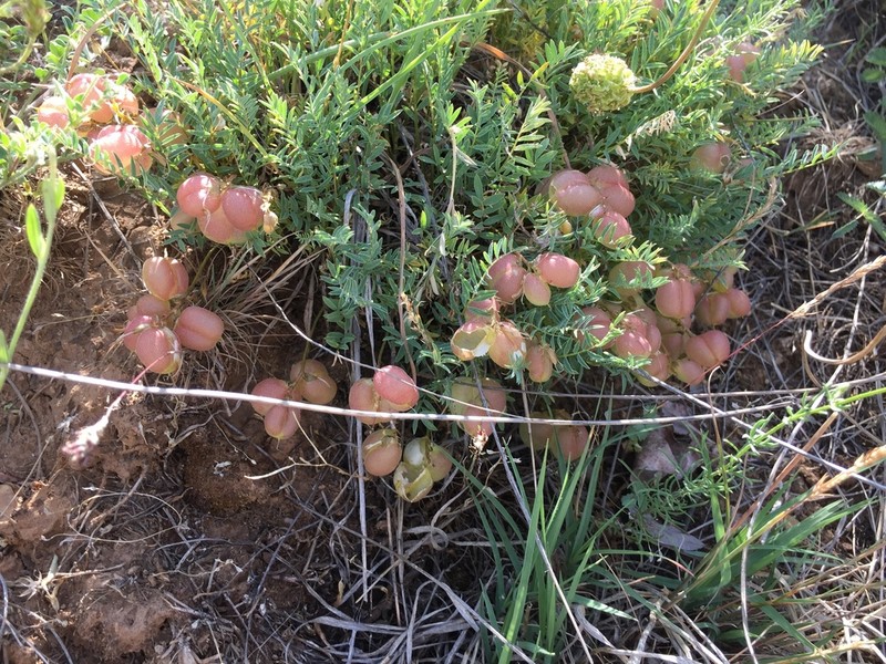 Astragalus acikirensis photo 4
