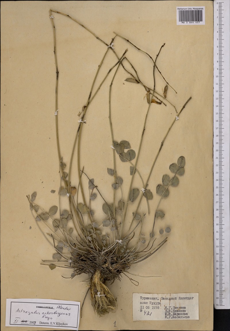 Astragalus ackerbergensis