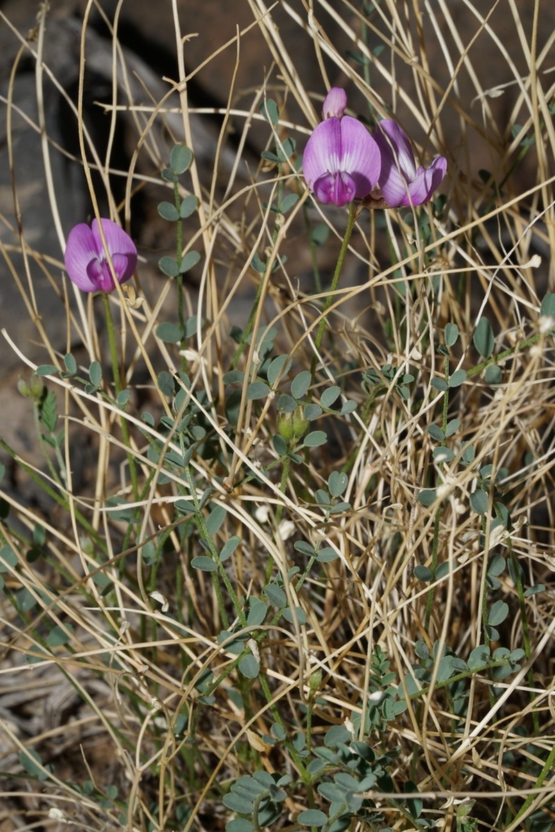 Ackerman's Milkvetch