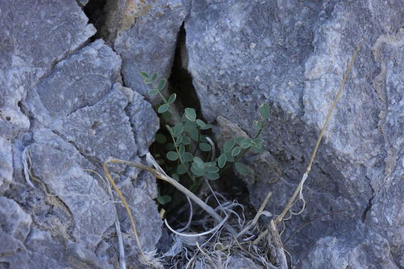 Ackerman's Milkvetch photo 2