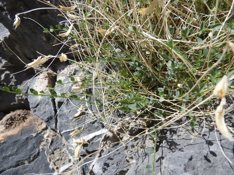 Ackerman's Milkvetch photo 3