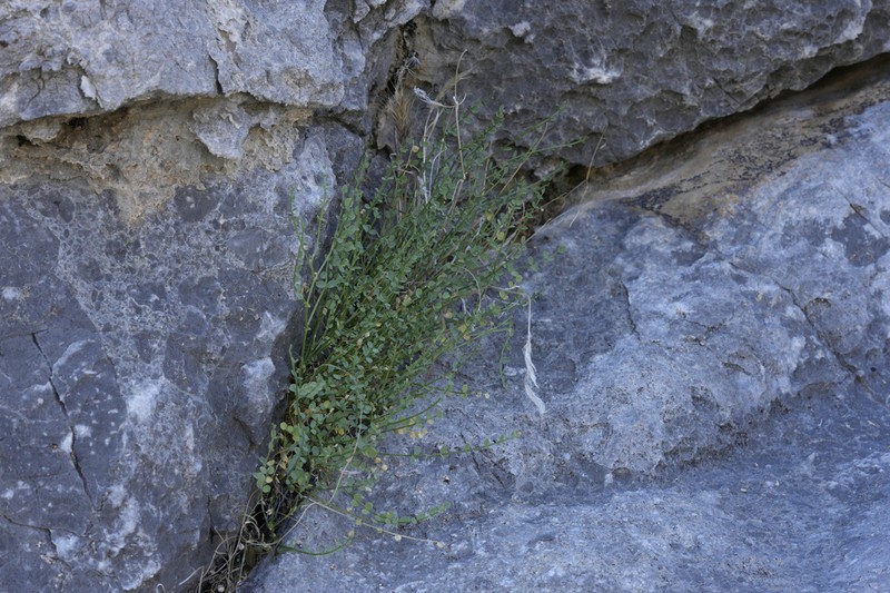 Ackerman's Milkvetch photo 4