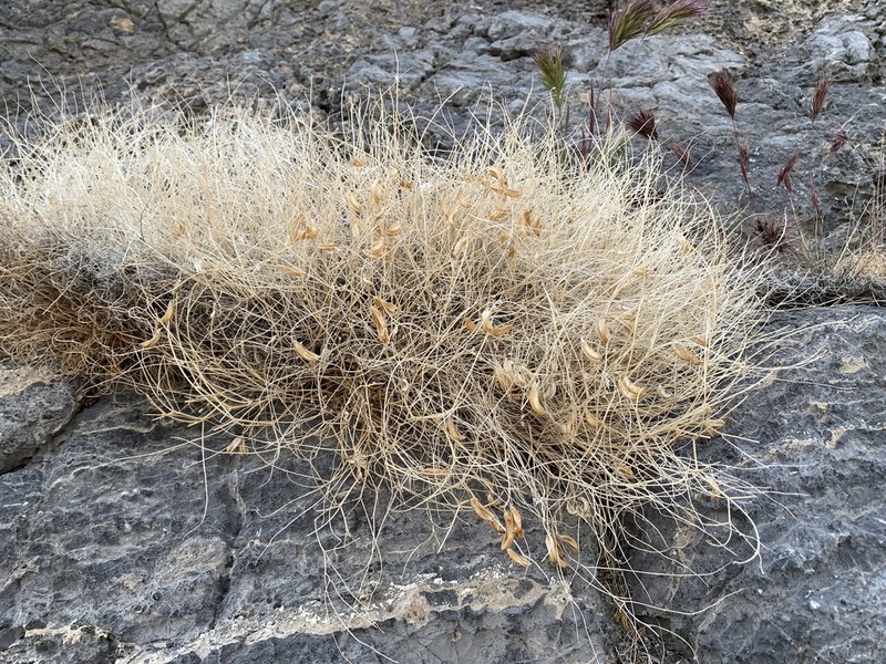 Ackerman's Milkvetch photo 5