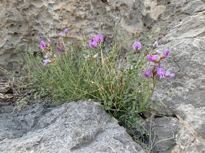 Ackerman's Milkvetch photo 6