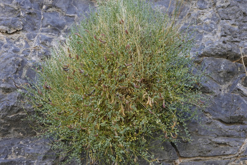 Ackerman's Milkvetch photo 7