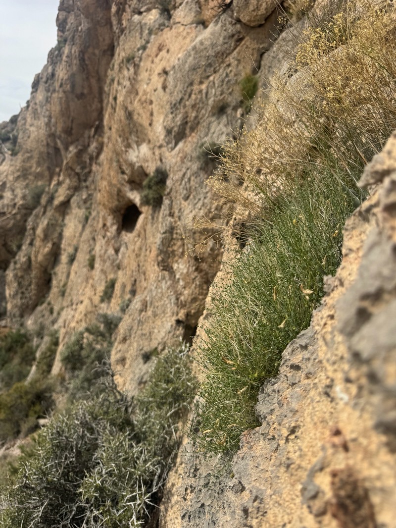 Ackerman's Milkvetch photo 8