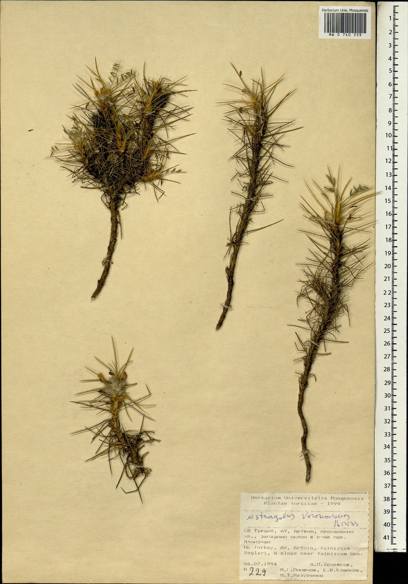 Astragalus acmophylloides