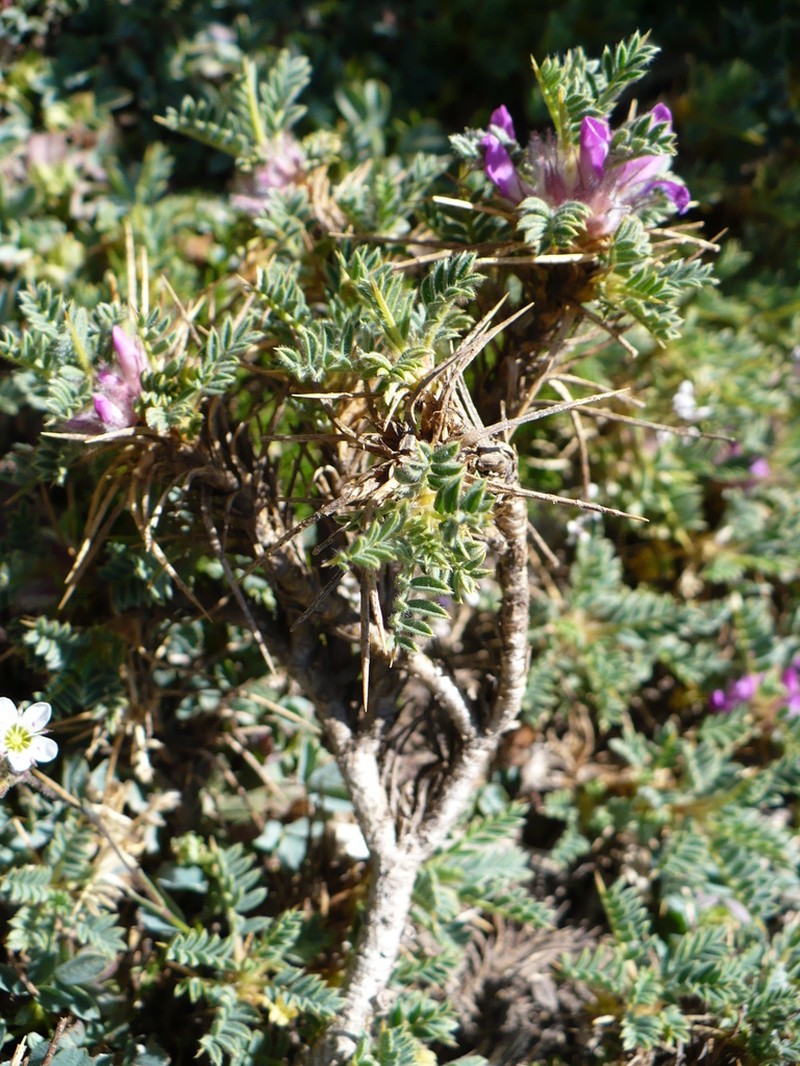 Astragalus acmophyllus