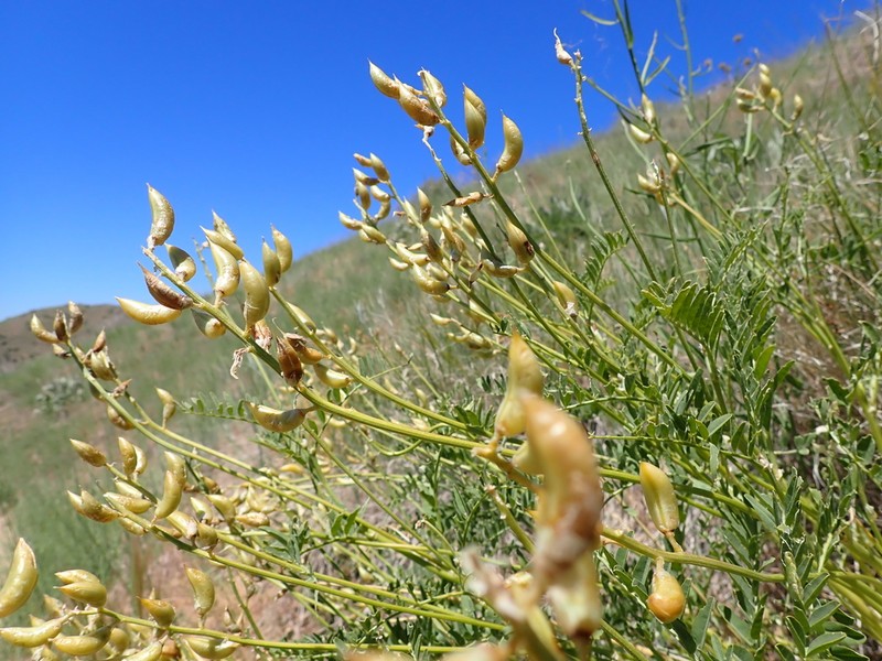 Boise Milkvetch