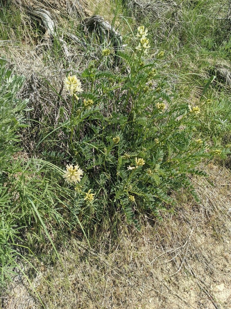 Boise Milkvetch photo 2
