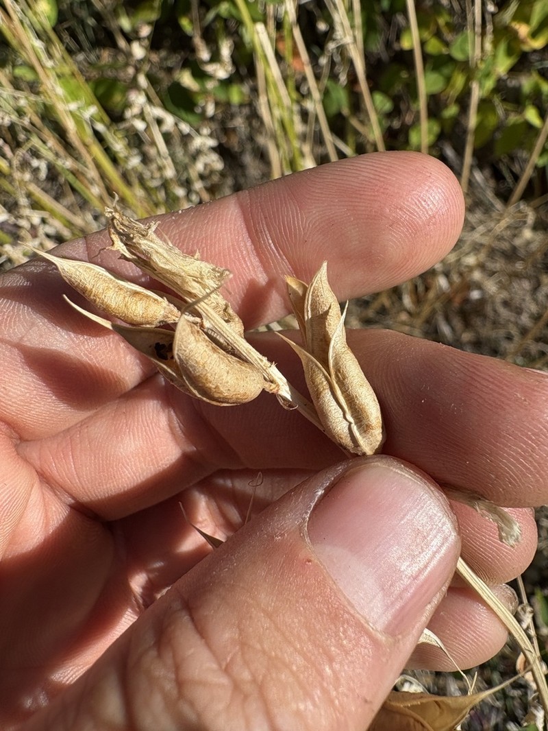Boise Milkvetch photo 3