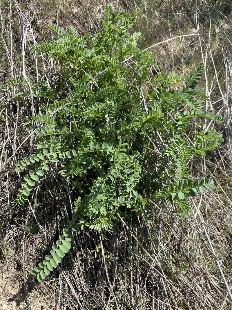 Boise Milkvetch photo 4