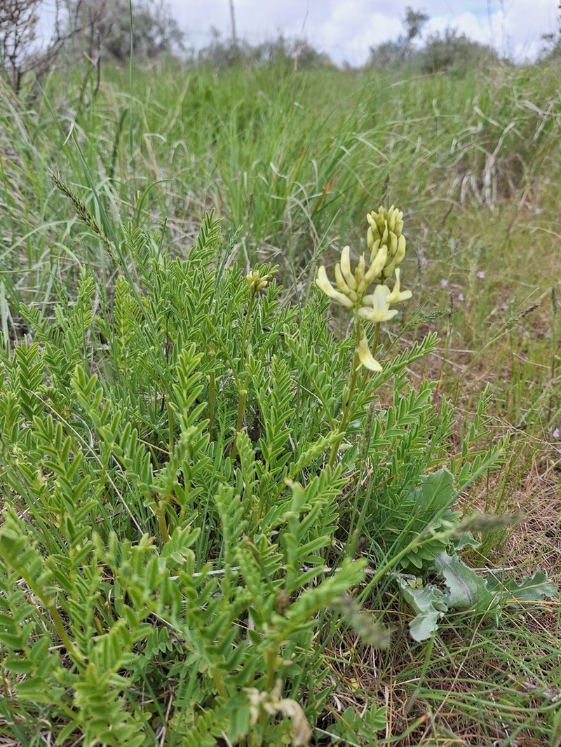 Boise Milkvetch photo 5