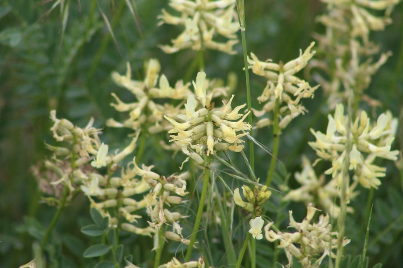 Boise Milkvetch photo 6